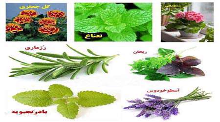 کاربرد نانو کپسول