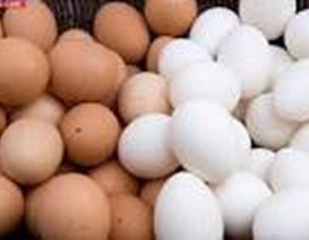 تحذير: لا لتخزين البيض بباب الثلاجة