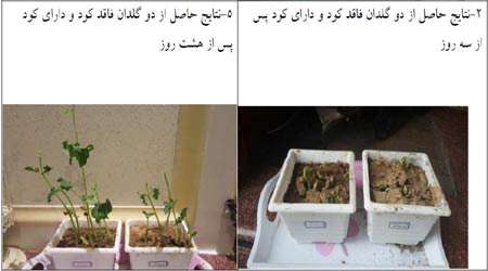 تهیه کود گیاهی با استفاده از نانو تفاله چای تثبیت شده