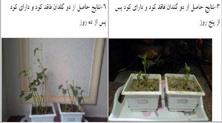 تهیه کود گیاهی با استفاده از نانو تفاله چای تثبیت شده