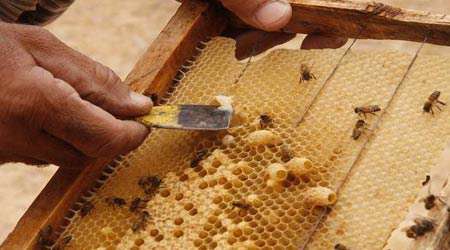 بهبود زخم و افزایش قوای جسمانی با نانو ژل رویال