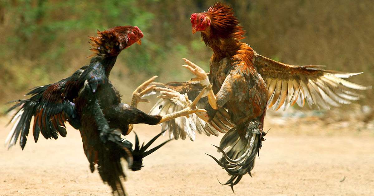خروس جنگی