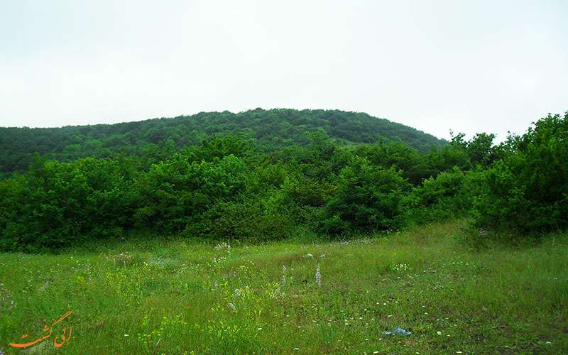 جنگل فندقلو در اردبیل