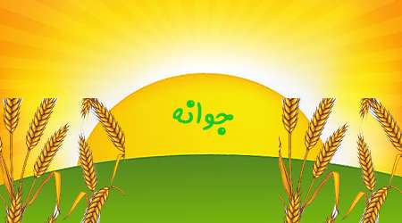 جوانه