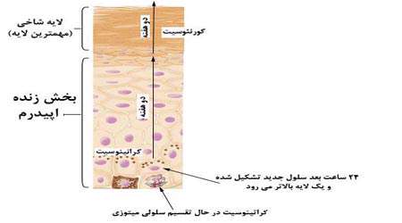 بهبود زخم و افزایش قوای جسمانی با نانو ژل رویال