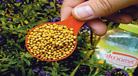 تهیه کود گیاهی با استفاده از نانو تفاله چای تثبیت شده