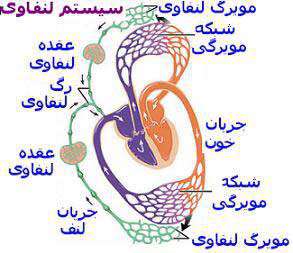 جوراب درمانگر، دستاورد برتر دوره دوم فرزانگان 3 در بخش سمینار