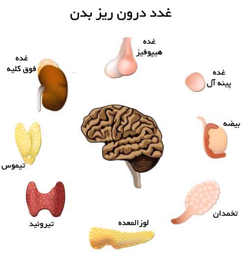 بیماری های مربوط به غدد درون ریز بیماری های مربوط به غدد درون ریز