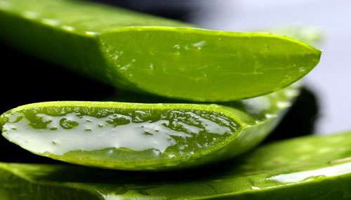 تاثیر ژل آلورا بر سوختگی، دستاورد برتر دوره اول دبیرستان اسلام در بخش سمینار