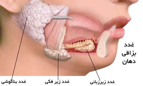 غدد بزاقی دهان