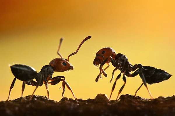 مورچه های فراری، دستاورد تقدیری دبستان شاهد یاس نبی در بخش سمینار