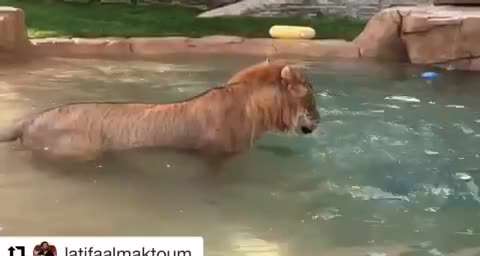تصوير متحرك شيري در حال آب بازي