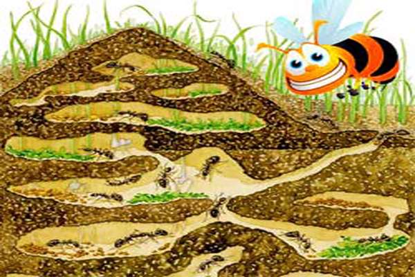 مورچه های فراری، دستاورد تقدیری دبستان شاهد یاس نبی در بخش سمینار