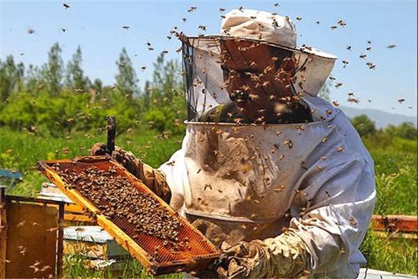 سیستم زنبور داری هوشمند، دستاورد تقدیری دوره دوم پژوهشسرای امام هادی (ع) در بخش غرفه