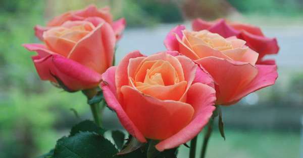اسرار ژنتیکی گل رز برملا شد اسرار ژنتیکی گل رز برملا شد