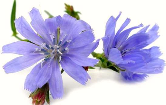 کاسنی