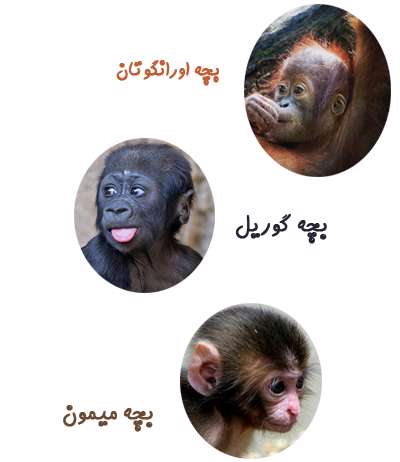 بچه اورانگوتان بچه اورانگوتان