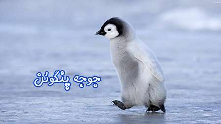 جوجه پنگوئن جوجه پنگوئن