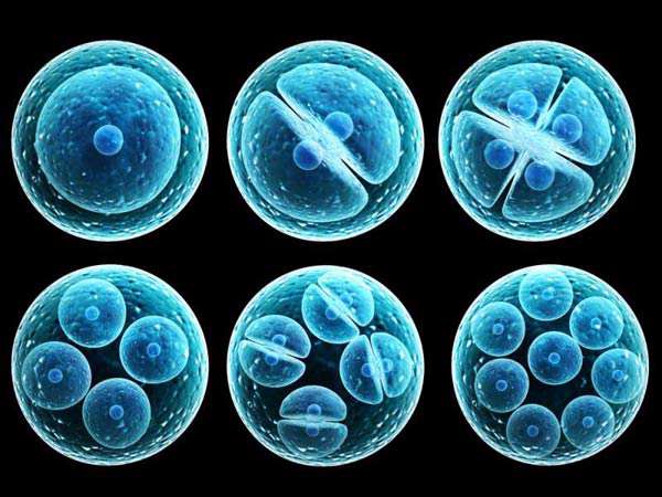 سلول های بنیادی همه توان (totipotent stem cells)
