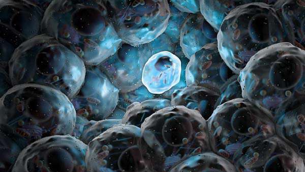 سلول های بنیادی پر توان (pluripotent stem cells) سلول های بنیادی پر توان (pluripotent stem cells)