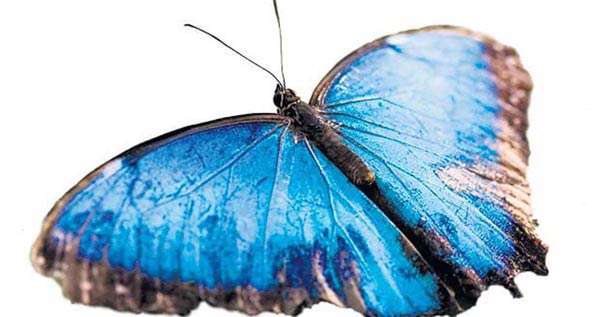 بیماری پروانه ای
