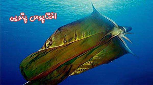 اختاپوس پتویی
