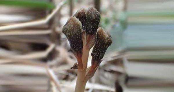 کشف گیاهی که فتوسنتز نمی کند