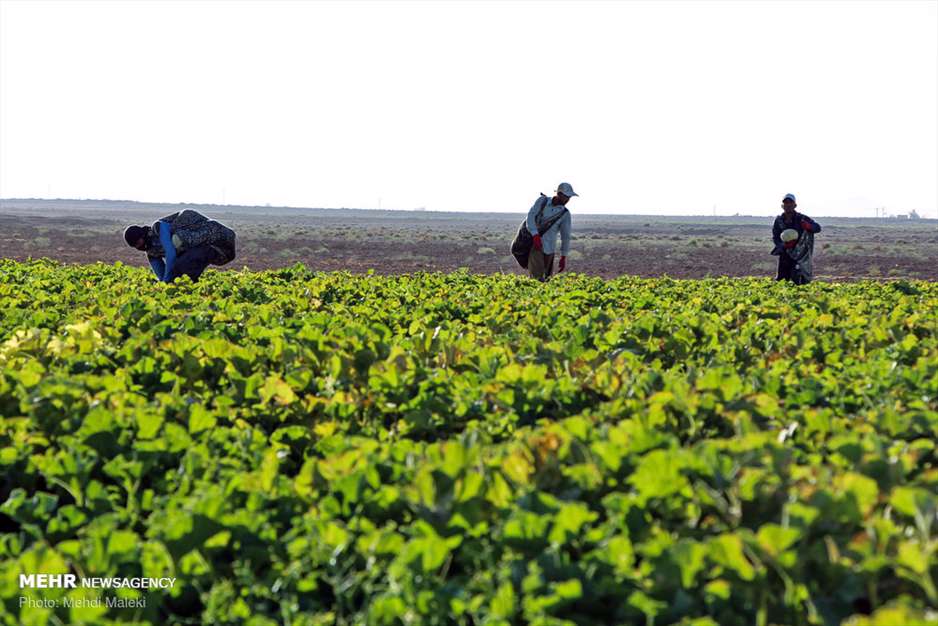برداشت طالبی از مزارع دشت پرزان شهرضا