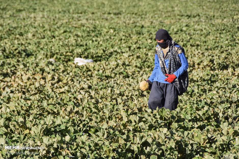 برداشت طالبی از مزارع دشت پرزان شهرضا