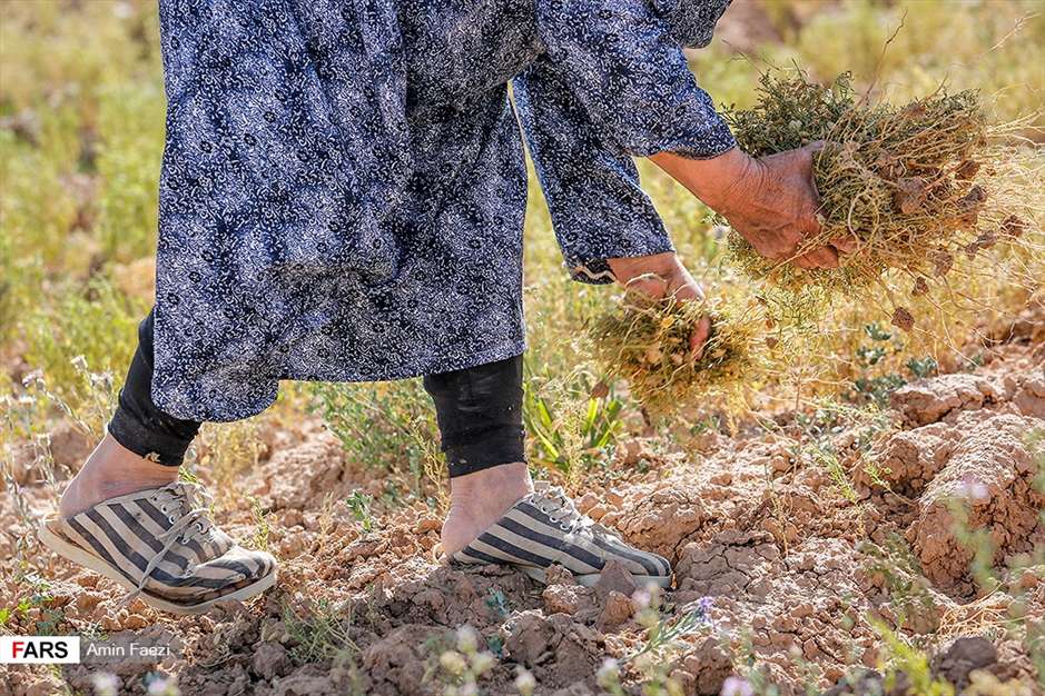 گلبرگ های سخت 