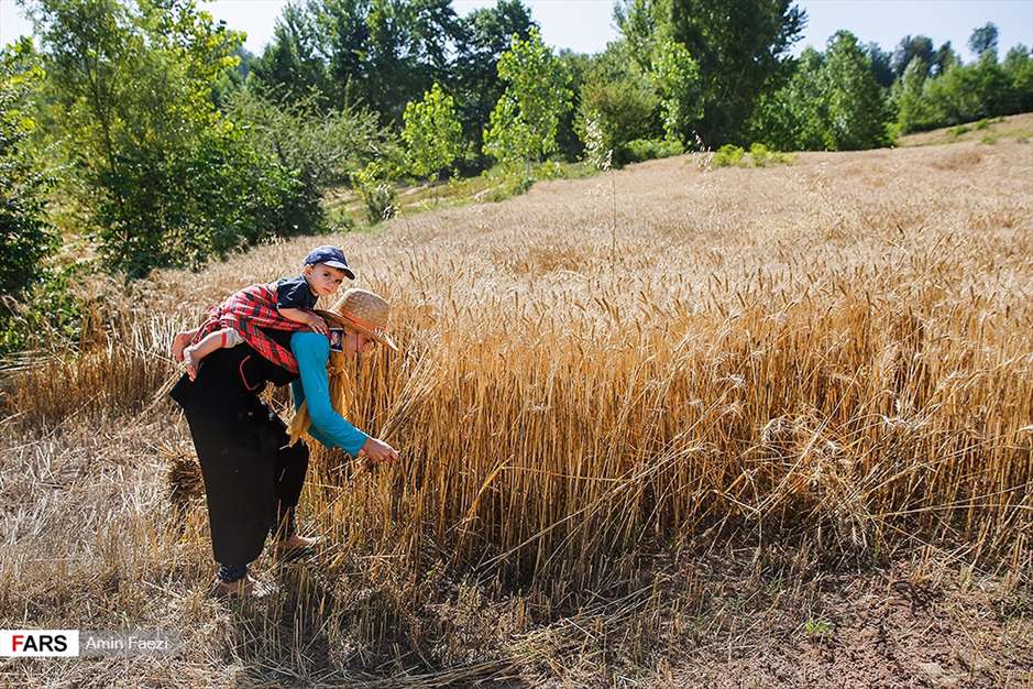 گلبرگ های سخت 