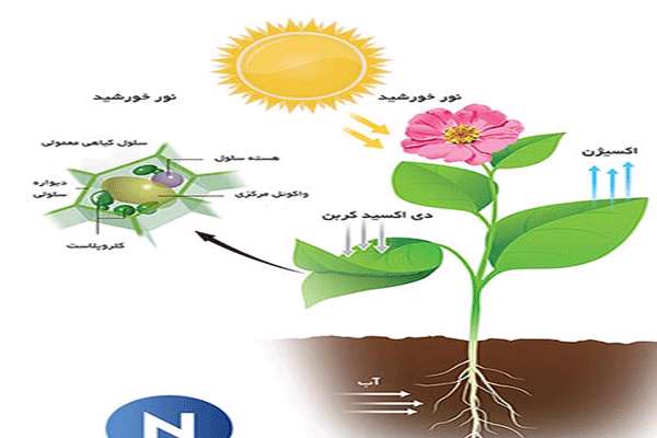 آیا گیاهان سبز واقعاً اکسیژن تولید می کنند؟