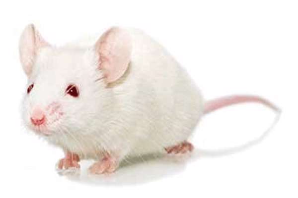 بررسی آلاینده های اولیه هوا در مدل موشی باردار balb-c بررسی آلاینده های اولیه هوا در مدل موشی باردار balb-c