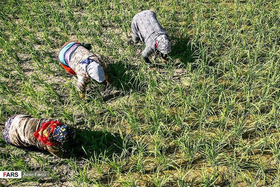 گلبرگ های سخت 