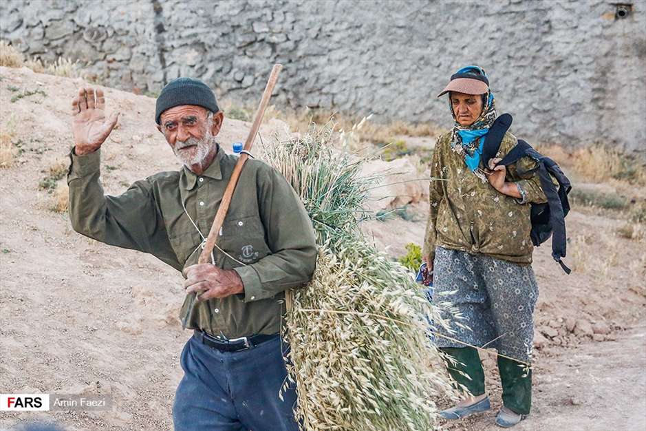 گلبرگ های سخت 