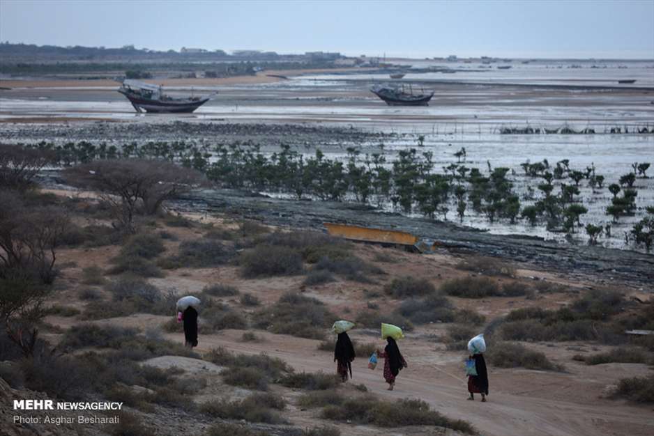 جنگل حرای قشم