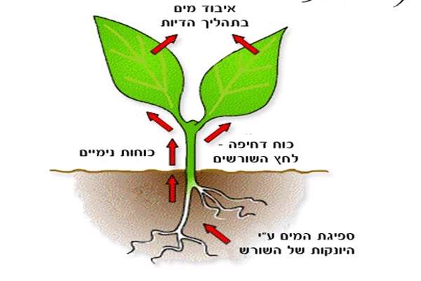 آیا گیاهان سبز واقعاً اکسیژن تولید می کنند؟