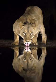 تصاویر آب خوردن شیرها در شب‎ 