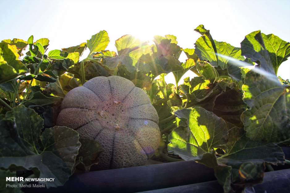 برداشت طالبی از مزارع دشت پرزان شهرضا