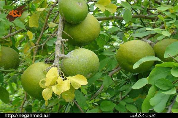 بررسی اثر عصاره برگ گیاه بکرایی در کاهش میزان گلوکز خون در مدل موش دیابتی بررسی اثر عصاره برگ گیاه بکرایی در کاهش میزان گلوکز خون در مدل موش دیابتی