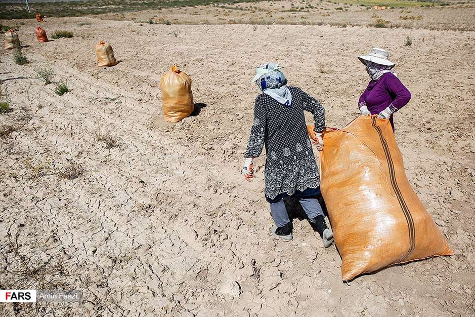 گلبرگ های سخت 