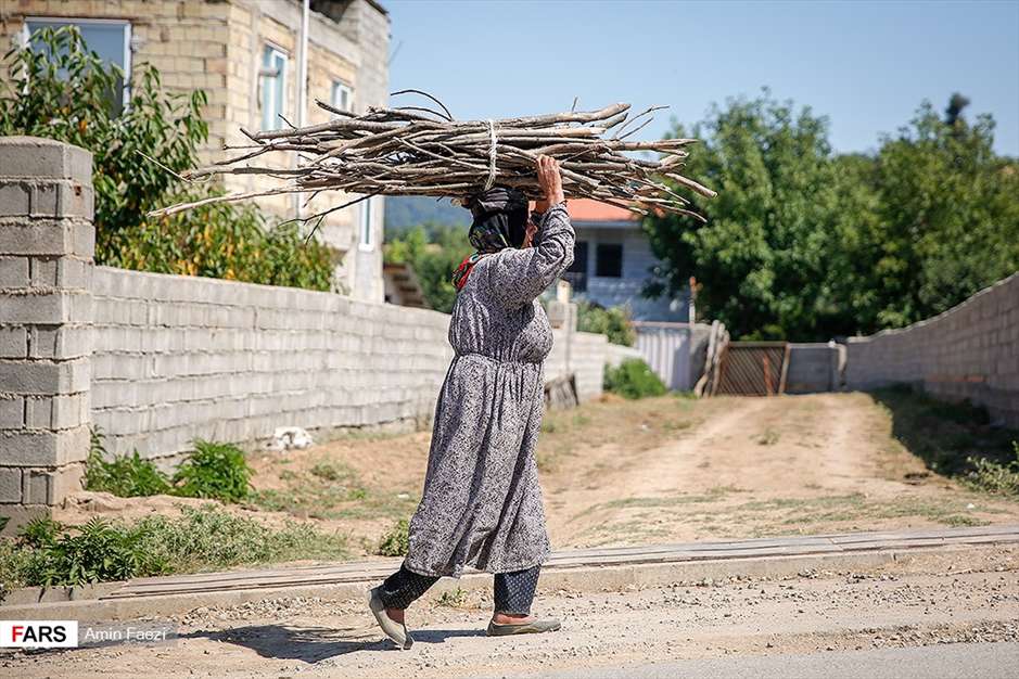 گلبرگ های سخت 