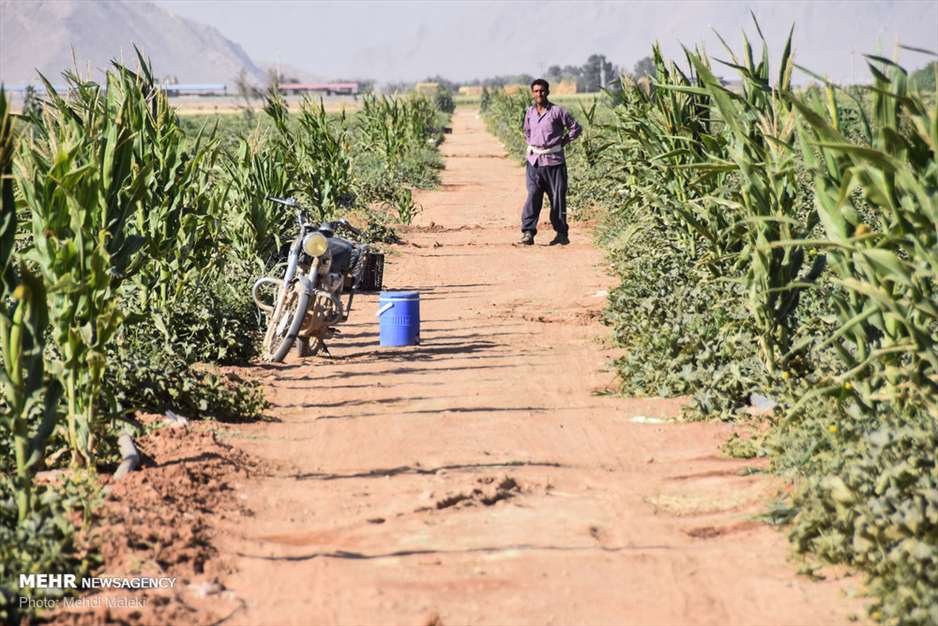 برداشت طالبی از مزارع دشت پرزان شهرضا