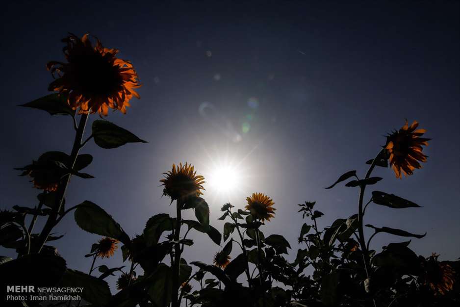 مزارع آفتابگردان شهر سنقر