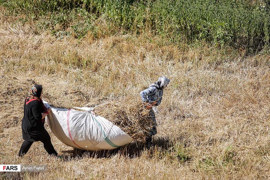 گلبرگ های سخت 