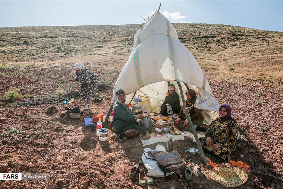 گلبرگ های سخت 