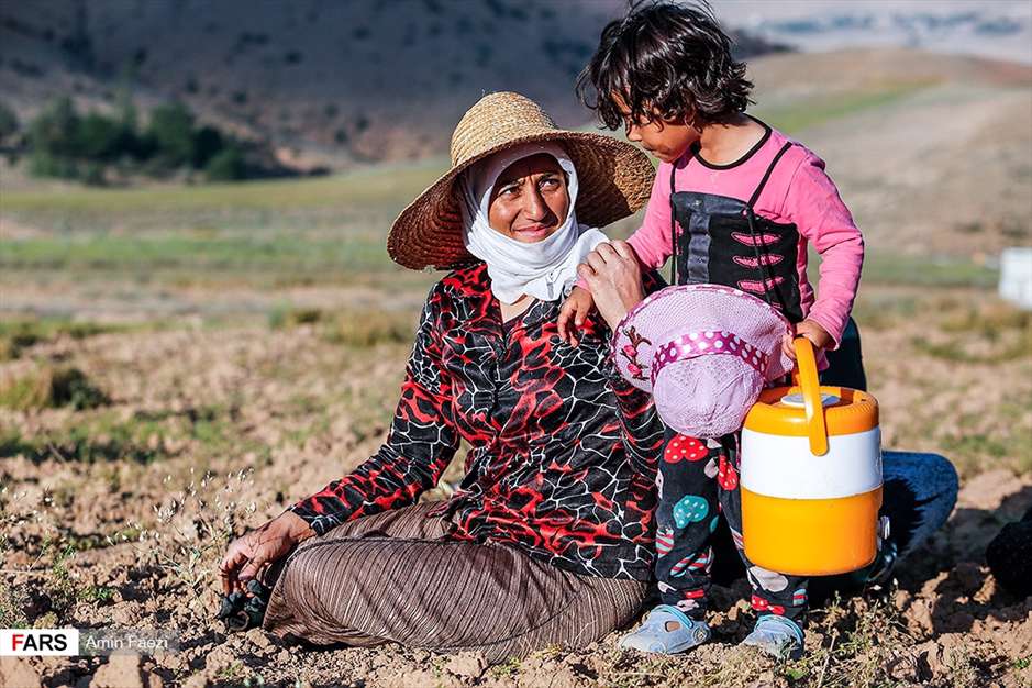 گلبرگ های سخت 