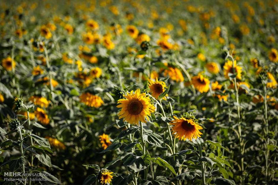 مزارع آفتابگردان شهر سنقر