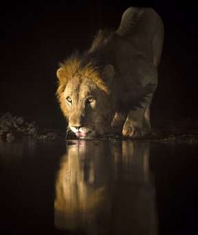 تصاویر آب خوردن شیرها در شب‎ 