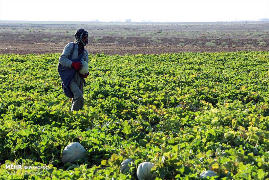 برداشت طالبی از مزارع دشت پرزان شهرضا